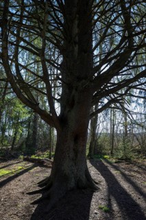 Old fir tree in the Schwenninger moss nature reserve