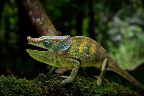 A previously undescribed male chameleon