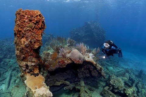 Diver