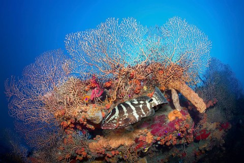 Nassau grouper