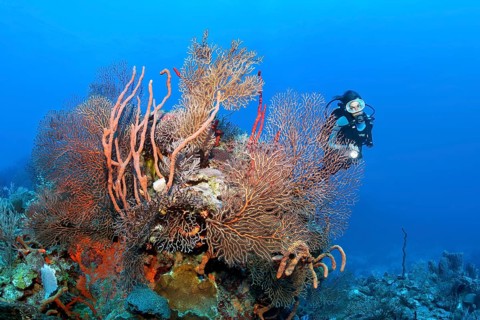 Diver looking at coral block with deep sea black sea fan