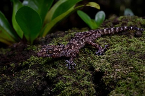Big-headed gecko of the genus