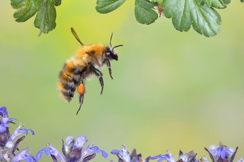 Common carder-bee