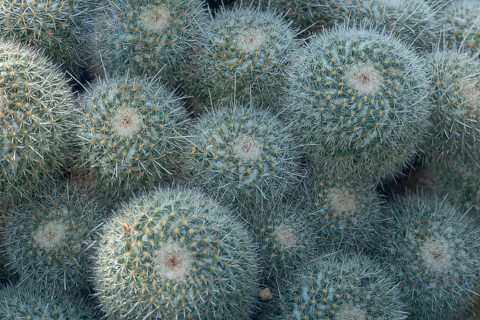 Twin spined cactus