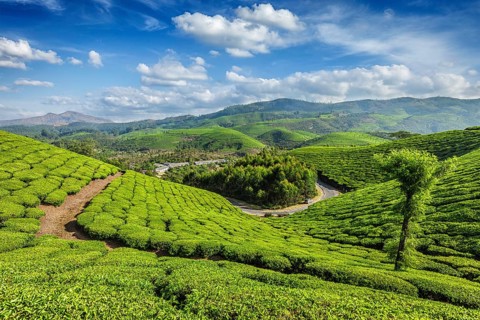 Green tea plantations in the morning