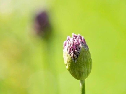 Bud of an ornamental leek
