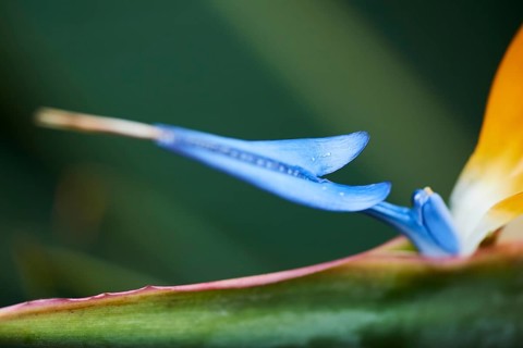 Crane flower