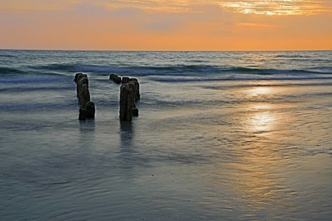 Algae-covered groynes at sunset on the beach of Rantum