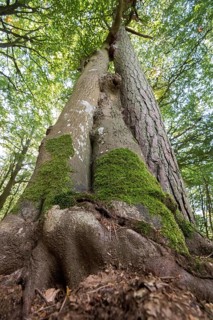 Darss primeval forest