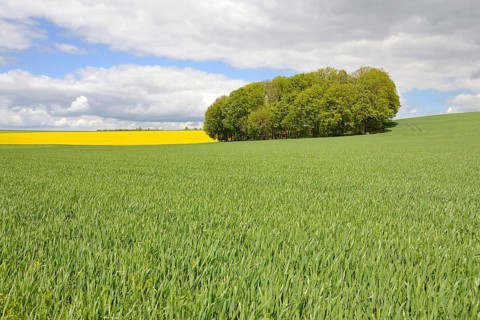 Deciduous tree grove between flowering rape