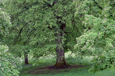 Deciduous trees in a meadow
