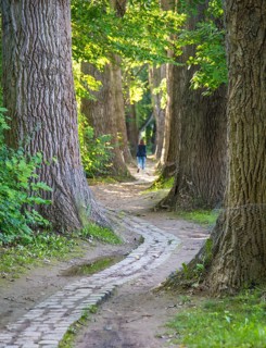 Poplar avenue natural monument on the north side of the Woehrdbad on the Danube island Oberer Woehrd