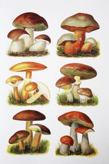 Roehrenpilze: Steinpilz