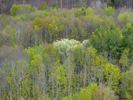 Baeume im Naturpark Schoenbuch bei Herrenberg