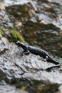Alpine salamander