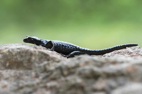 Alpine salamander