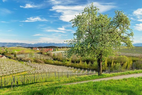 Fruit tree blossom near Kressbronn with a view of the Swiss Alps