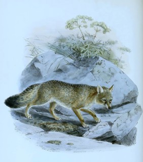 Corsac fox
