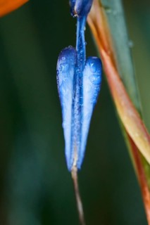 Crane flower