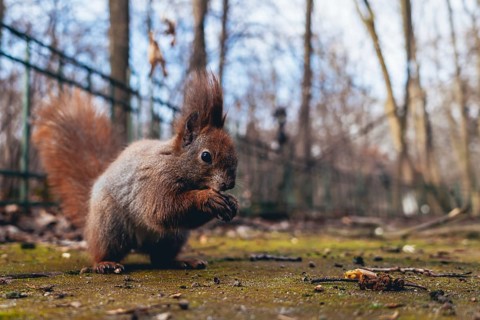 Squirrel eating nut
