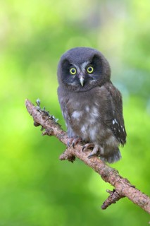 Tengmalm's Owl