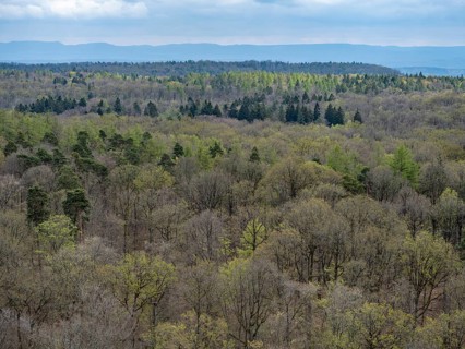 Baeume im Naturpark Schoenbuch bei Herrenberg