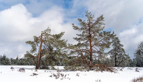 Snow-covered trees
