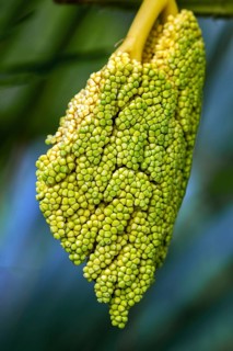 Inflorescence of the Chinese chusan palm
