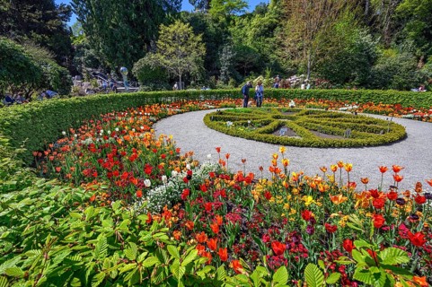 Tulip