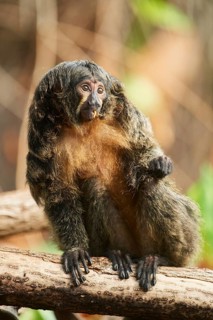 White-faced saki
