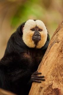 White-faced saki