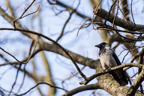 Grey crow