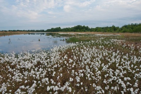 Common cottongrass
