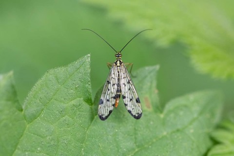 Gemeine Skorpionsfliege