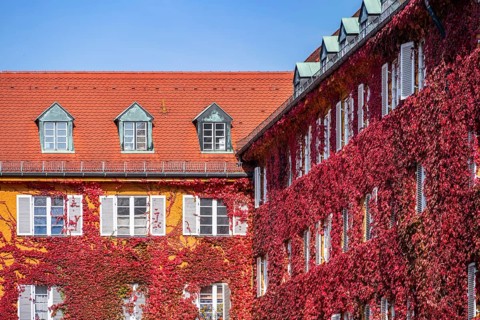Yellow apartment buildings
