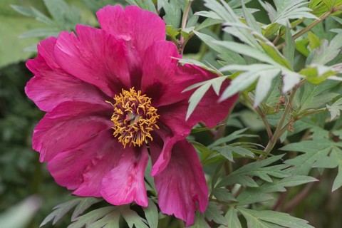 Tree peony