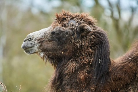Bactrian camel