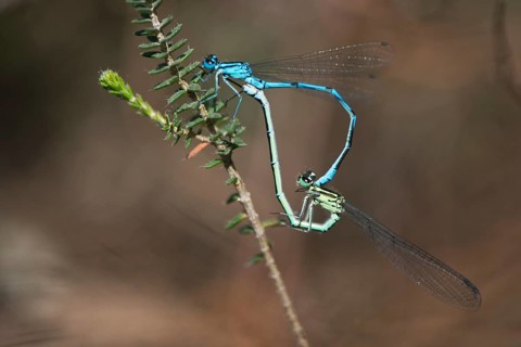 Horseshoe damselflies