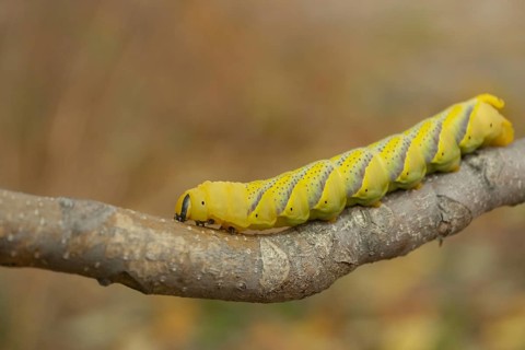 Larva