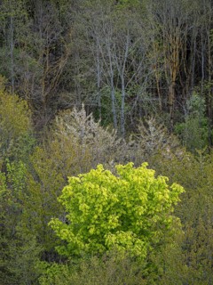 Baeume im Naturpark Schoenbuch bei Herrenberg