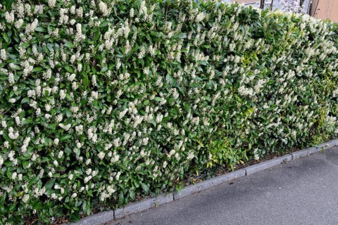 Bluehende Kirschlorbeer-Hecke