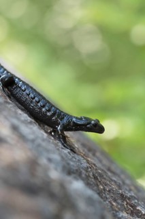 Alpine salamander