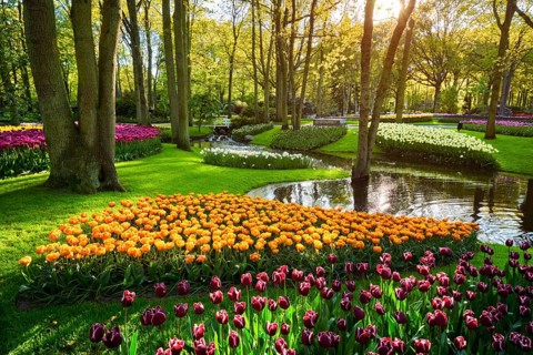 Keukenhof flower garden with blooming tulip flowerbed