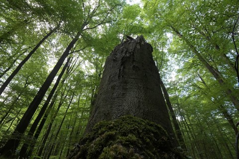 The Habichtswald is part of the Osnabrueck Hills