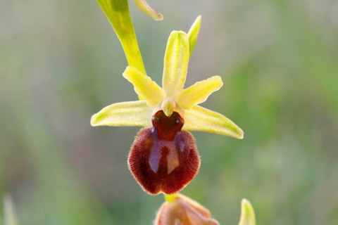 Early spider orchid