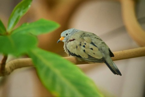 Croaking ground dove