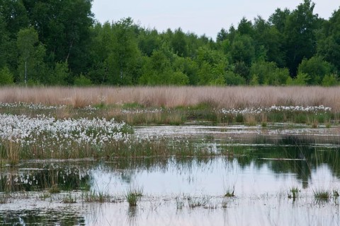 Common cottongrass