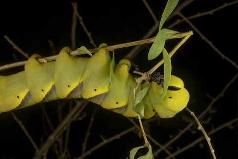 Larva