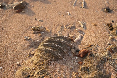 Close-up of the fossilized tridacna clam shell on a coral sand beach in the surf zone. Red Sea