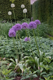Globe leek